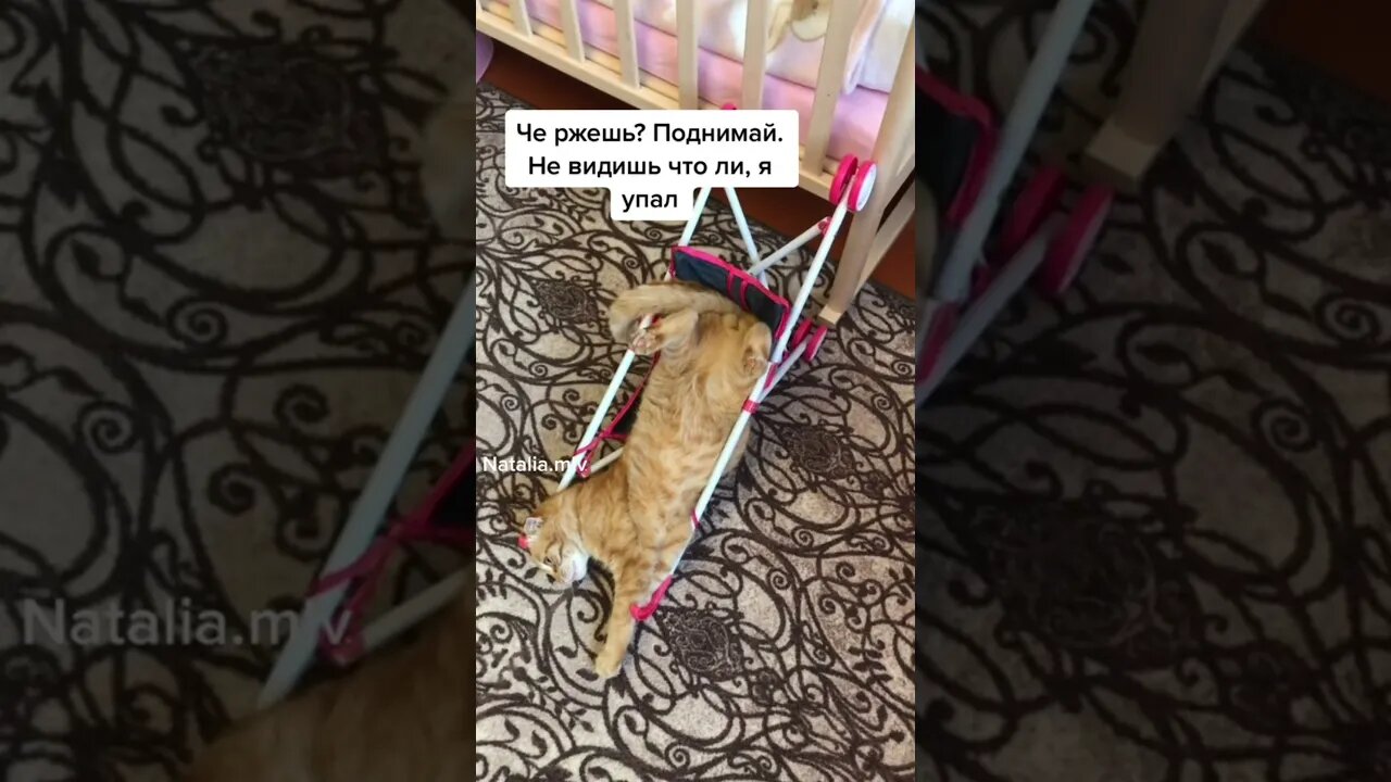 #shorts Смешные Коты Из Тик Тока 91 Funny Cats From Tiktok