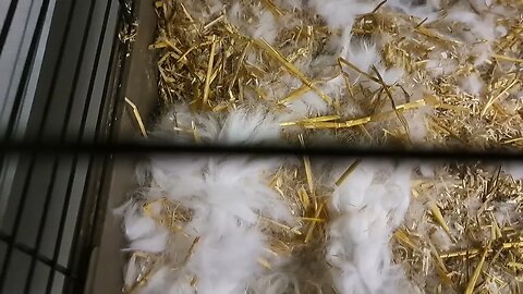 New Zealand White Rabbits Nesting Behaviour Bunnies