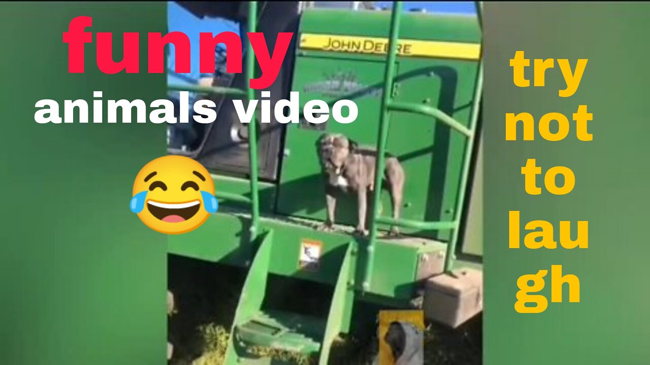 top funny pet videos try not to laugh