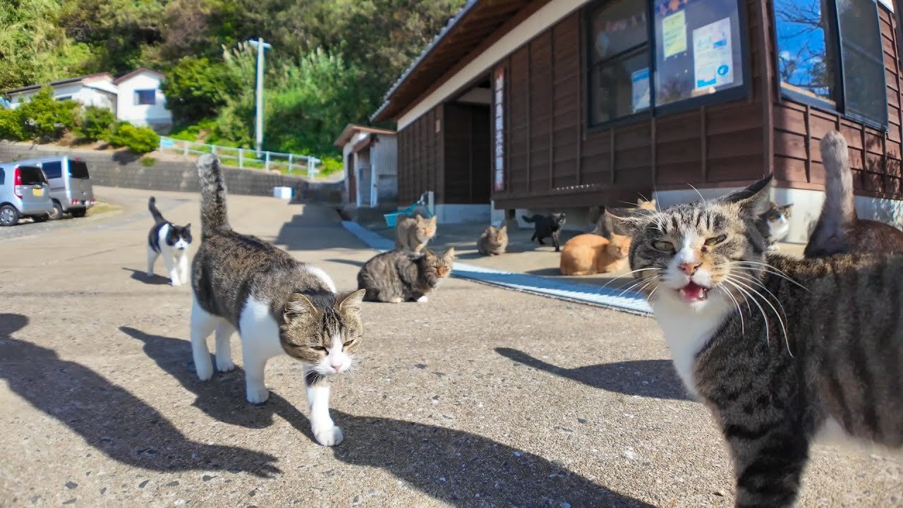 When you arrive at Cat Island and get off the ferry, you'll be greeted by lots of cats, which is fun