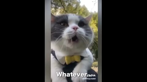 Cat haters please stay away watching these funny talking cat | These cat funny talking can cheer you