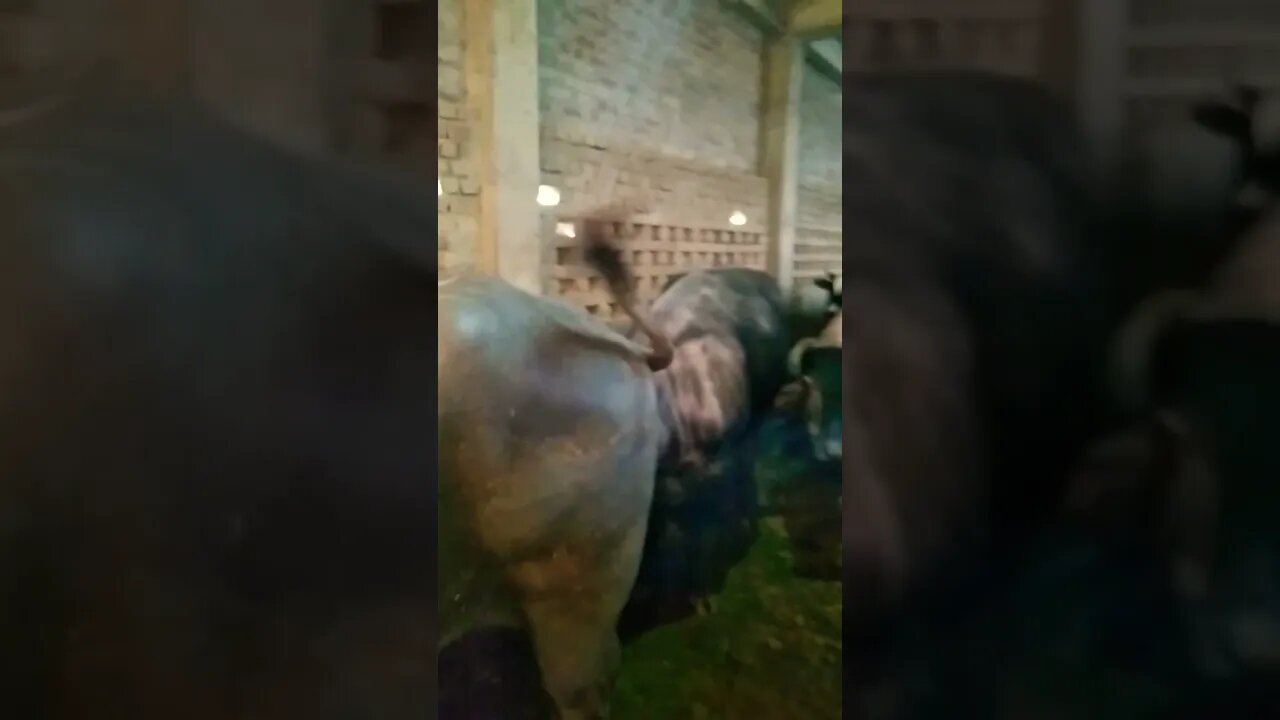 Daily vlog India || ๐๐ #Shorts || Buffalo ๐๐ฆฌ || #DairyFaram๐๐ฆฌ๐
