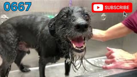 [0667] BENTLEY'S LAST BATH [#dogs #doggos #doggies #puppies #dogdaycare]