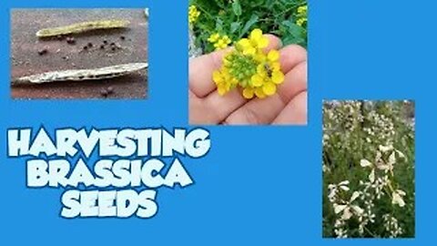 2023: Harvesting Brassica Seeds (Bok Choy)