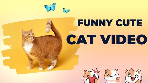 Funny cute cat animal video