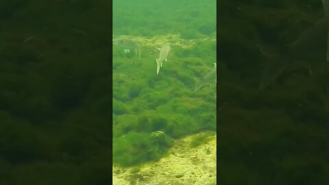 🐟 Freshwater Fish 🐟 at Wakulla Springs 13 #shorts