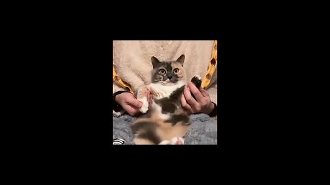 cat 🐈🐈😺