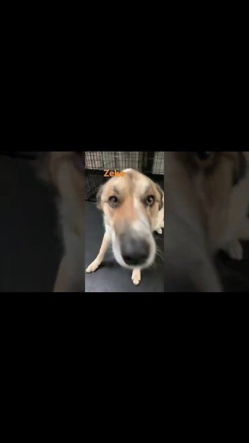 [Shorts 0066] ZEKE [#dogs #doggos #doggies #puppies #dogdaycare]