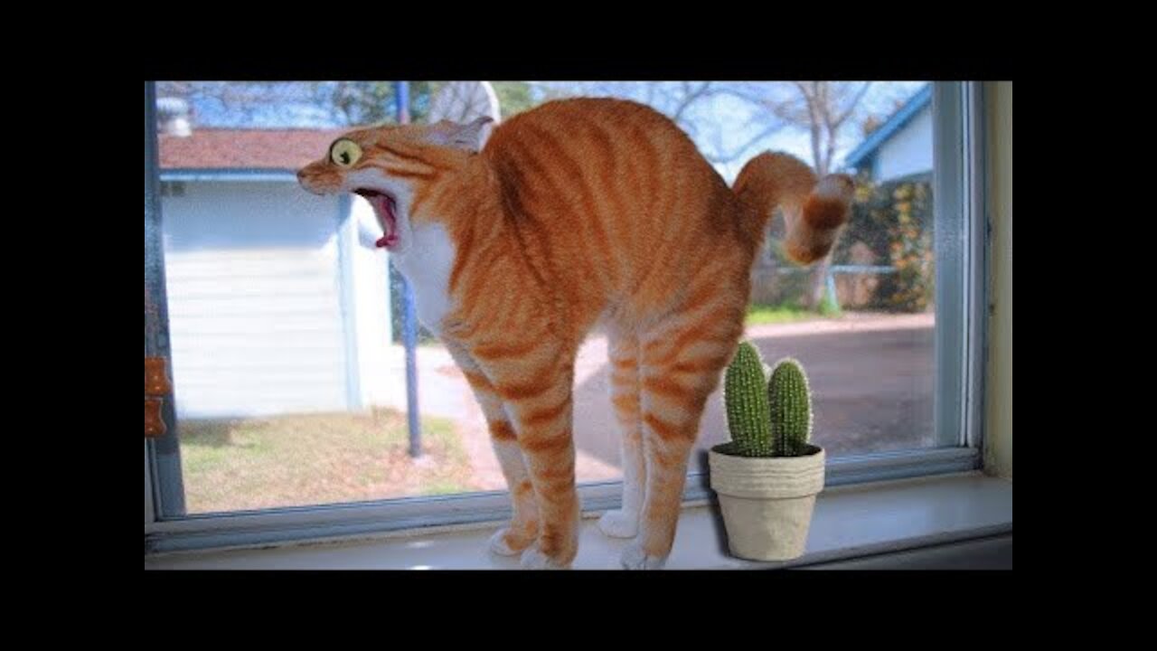 Weekly Funny Cats 😹 And Dogs 🐶 Videos - Try Not To Laugh!