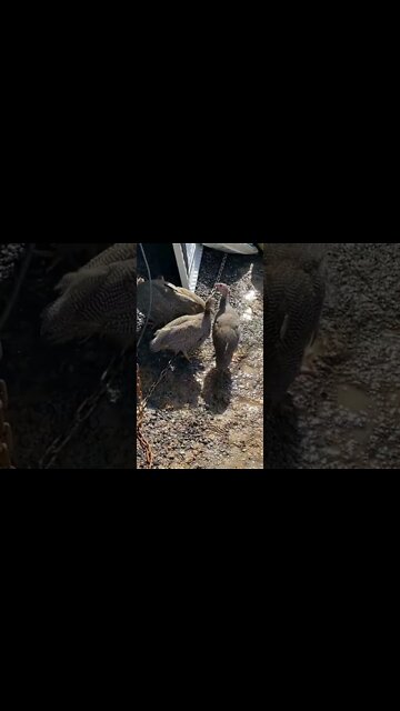 11 week guinea fowl keets outdoor adventures