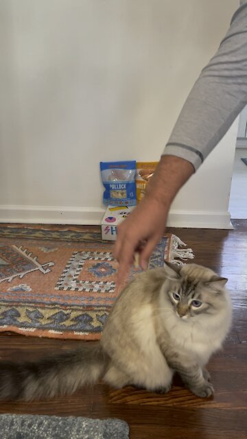 Training Cat to Do Tricks