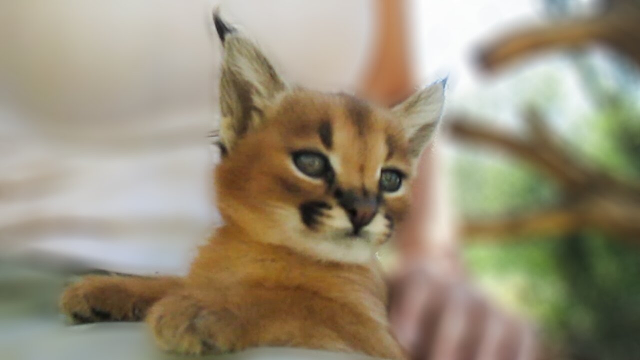 Adorable baby caracal resembles a Pokémon