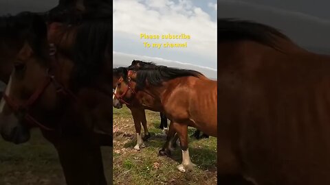 Horses and Cliffs