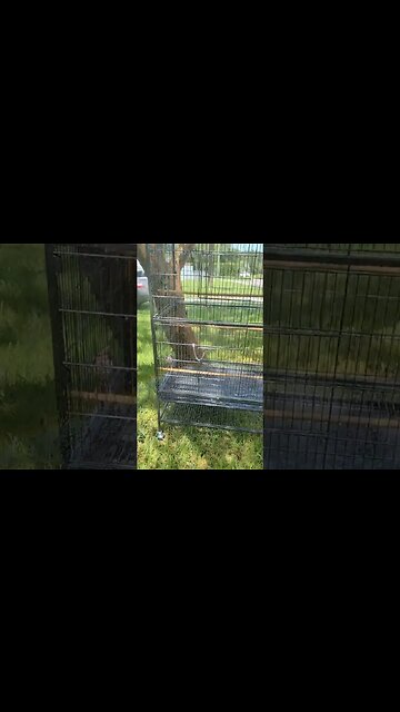 #BabyMockingbirds #shower #shorts