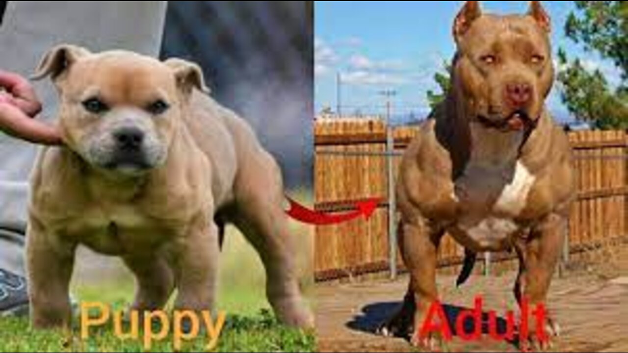 Dogs Grow Up - i'm a big kid now Baby to Adult Dogs