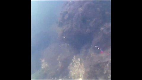 did anyone see the stingray?