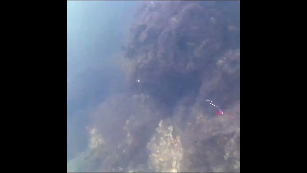 did anyone see the stingray?