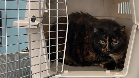 TORTIE CAT GROOMING | MATTED SHAVE DOWN