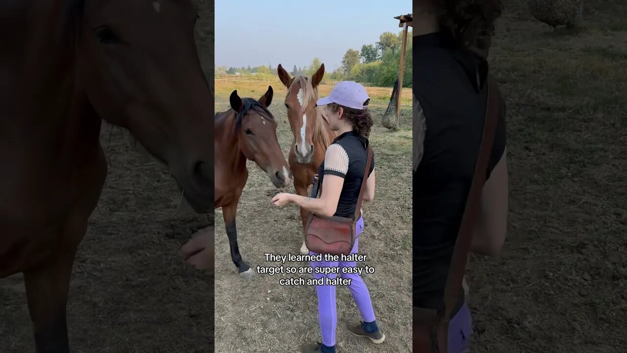 Self Haltering Mustang
