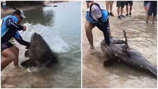 Pescadores capturam garoupa-gigante na Austrália