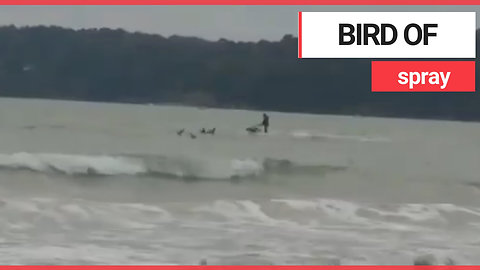 jet-skier filmed chasing vulnerable migratory birds through shallow water