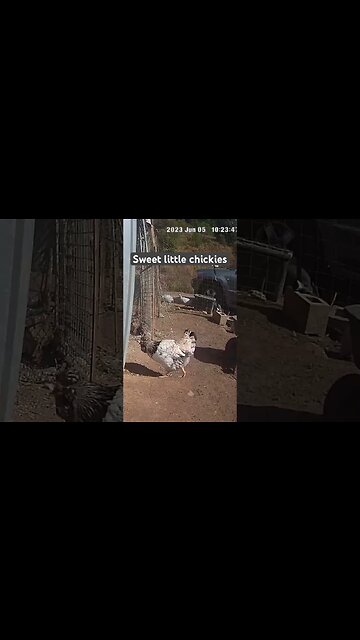 Farm surveillance. Funny chicken