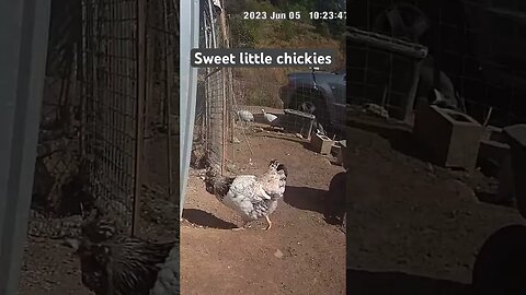 Farm surveillance. Funny chicken