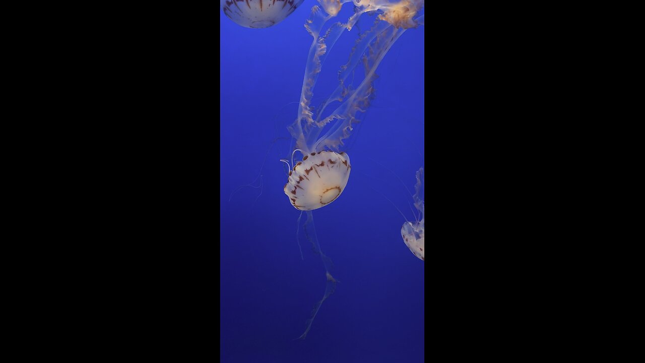 Purple-striped jelly