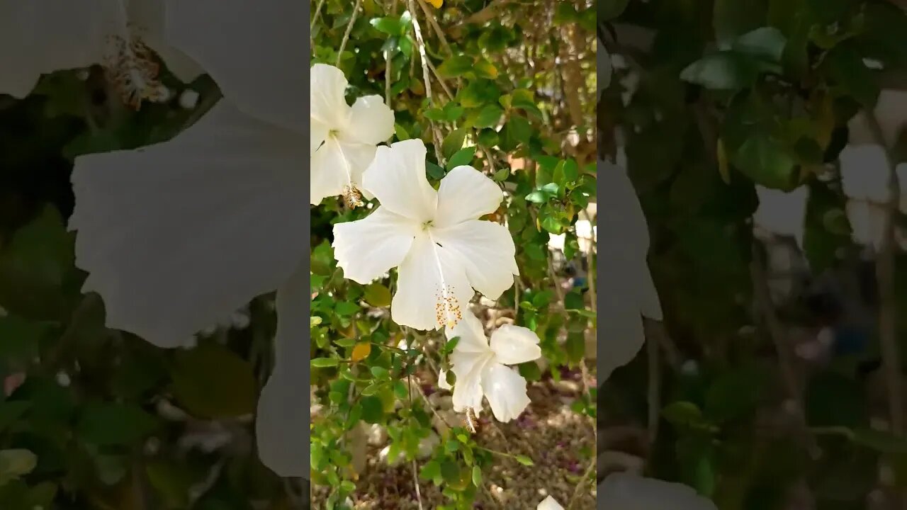 Tunisian Ambiance Part 2: The Orange Flower