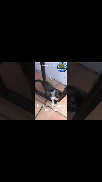 Kitten Playing After Being Nursed Back to Health #shorts