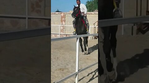 #horse #shortfeed #viralshort #shortsviral #viral #shorts #shots