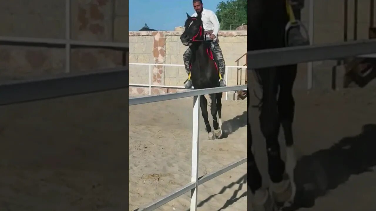 #horse #shortfeed #viralshort #shortsviral #viral #shorts #shots