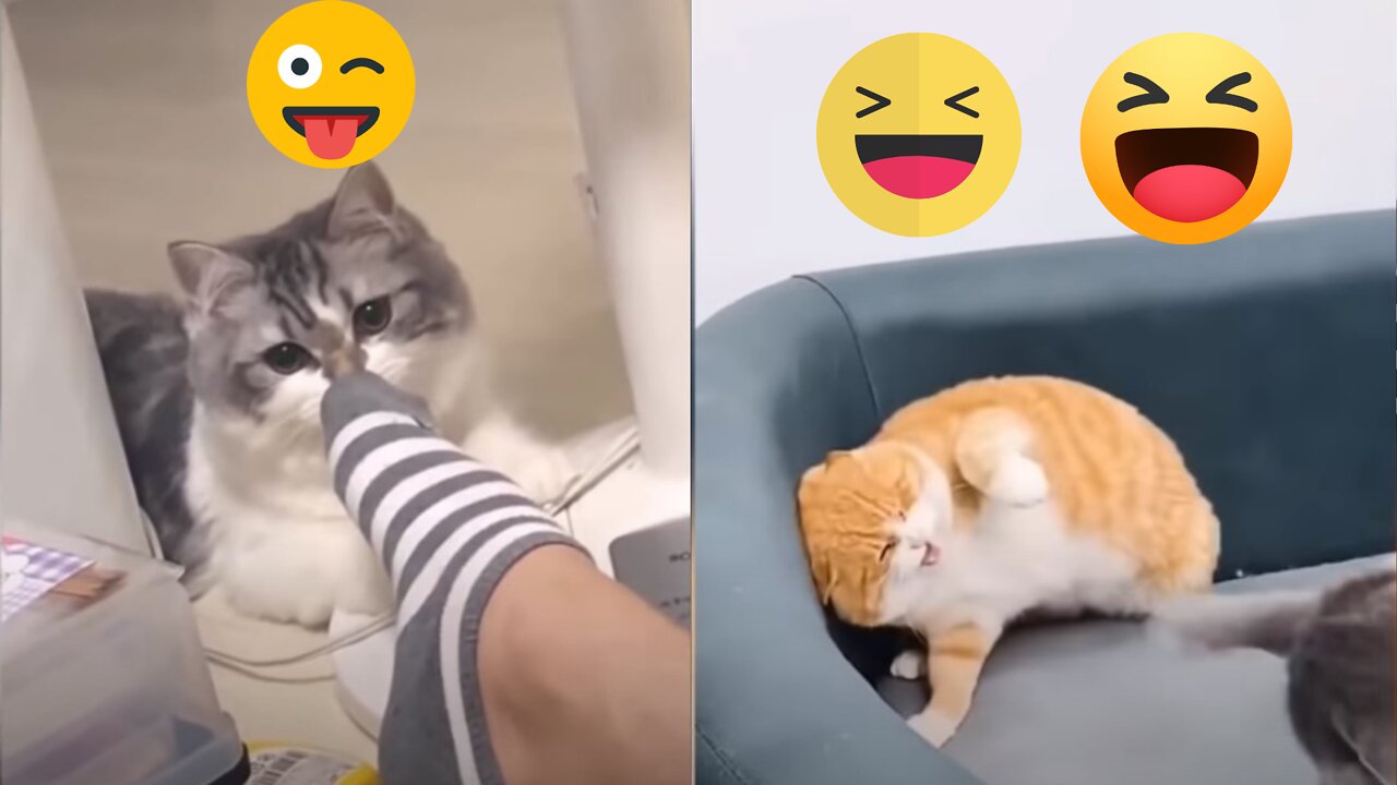 Funniest Cats