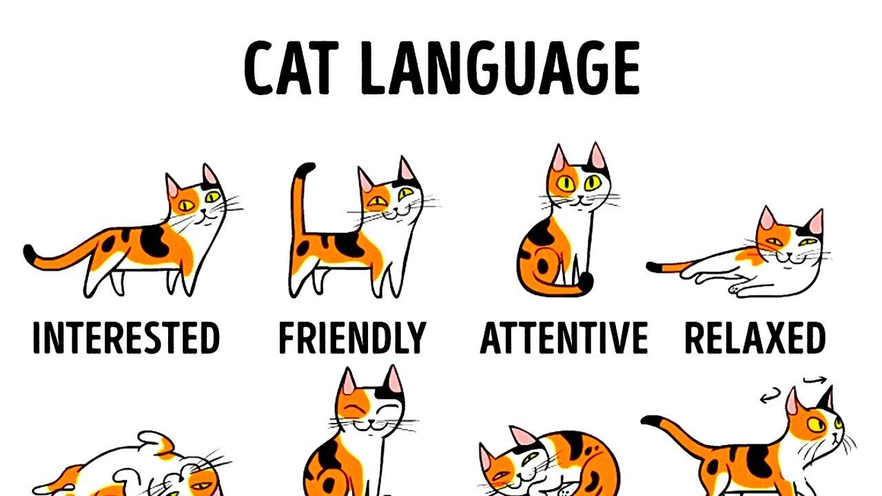 How To Understand Your Cat Better?