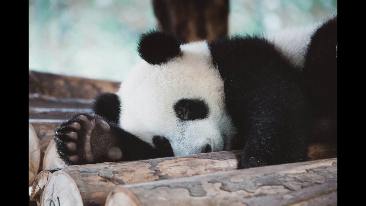 Warning! Extreme Cuteness ahead - Cutest Pandas Videos