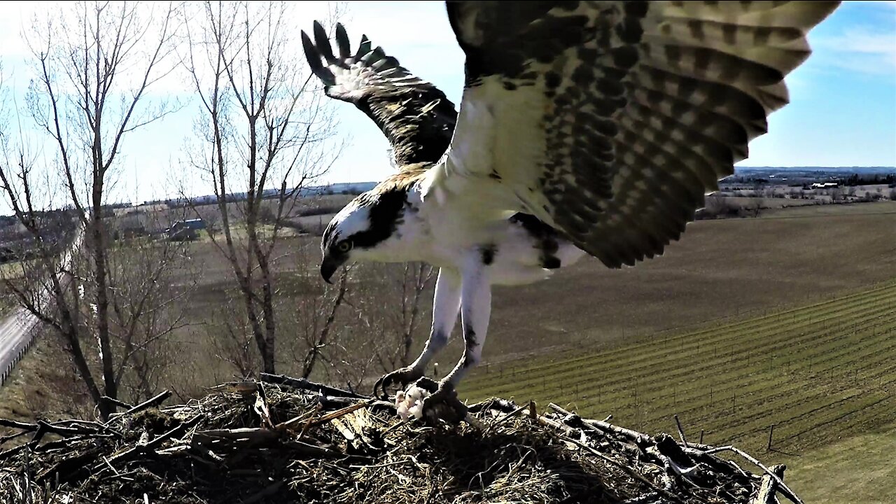 Stunning footage of fish eagle arriving with dinner in its talons