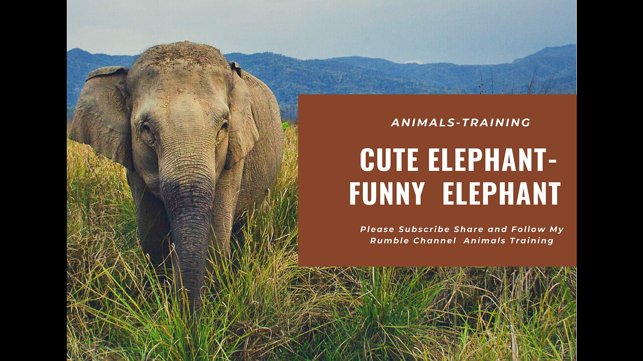 Cute Elephant - Funny Elephants ! Trolling Human Compilation