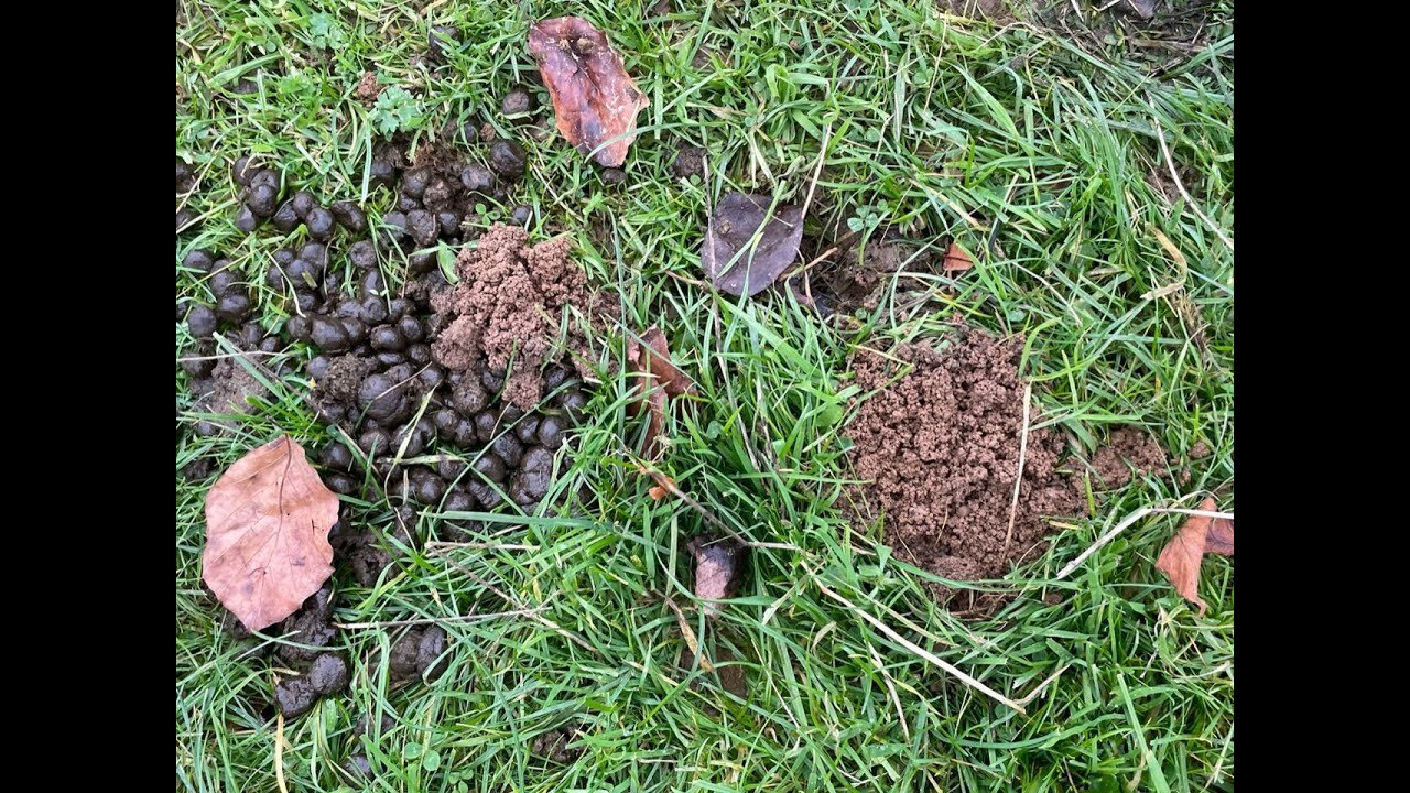 Sheep escape as I check on winter dung beetle castings & Inca helps