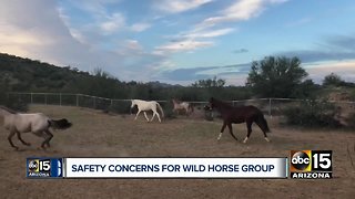 Wild horses killed near Heber