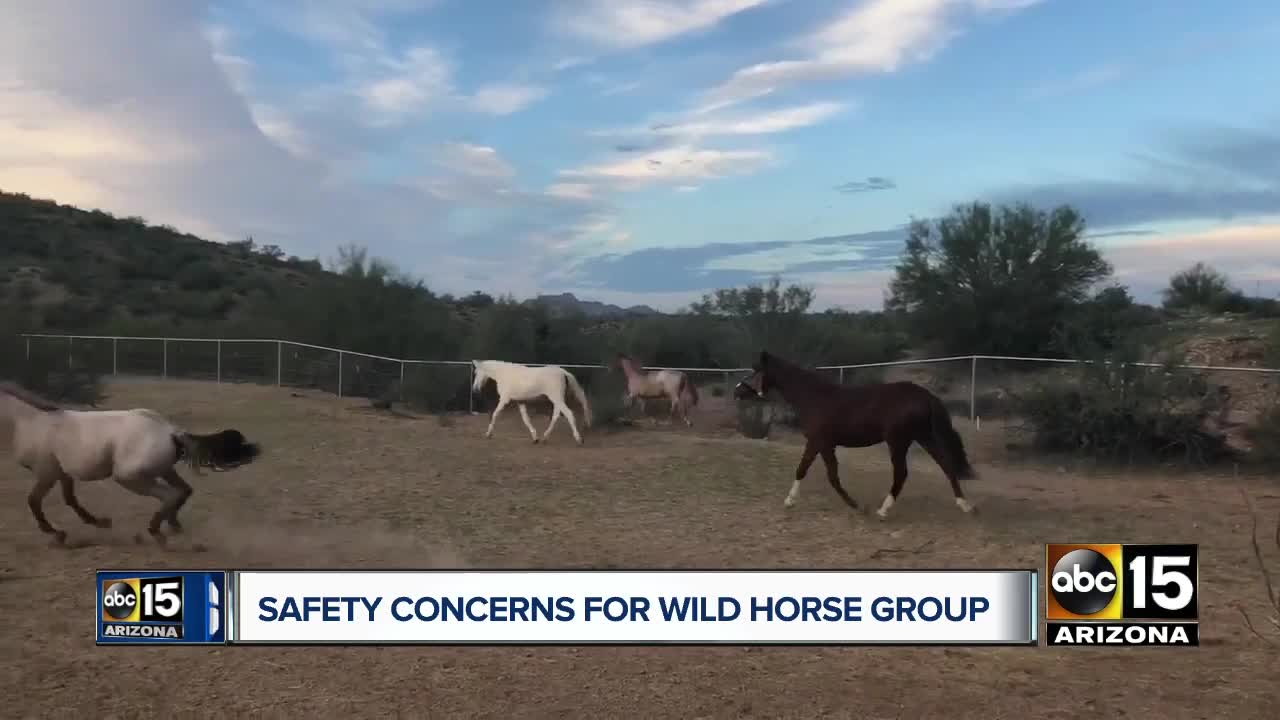 Wild horses killed near Heber