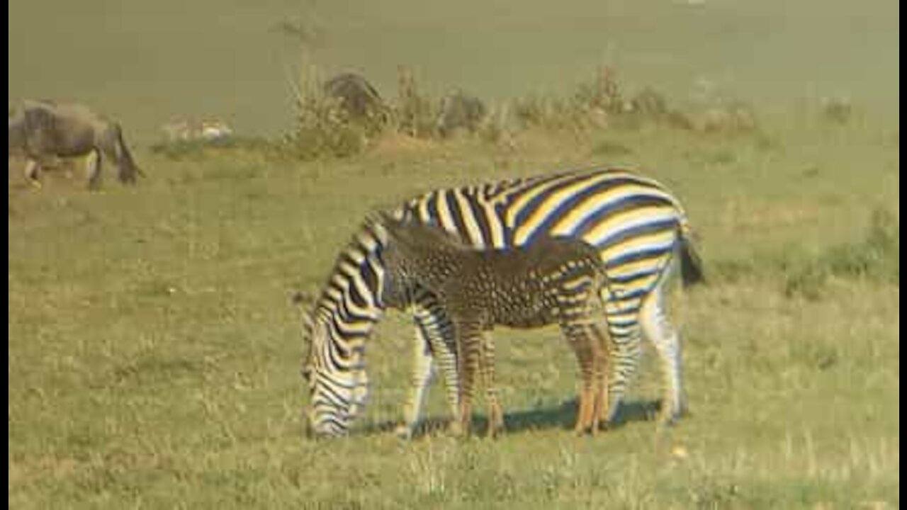 Zebra com pintas filmada durante safari no Quénia