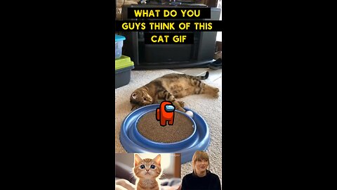 Cute Cat Gif