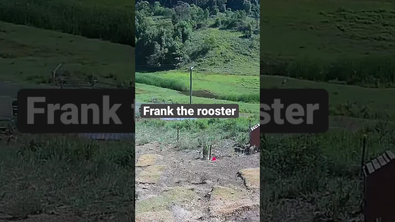 Frank the rooster