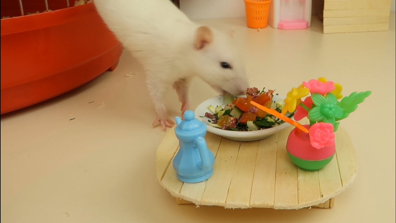 Rat wants to eat