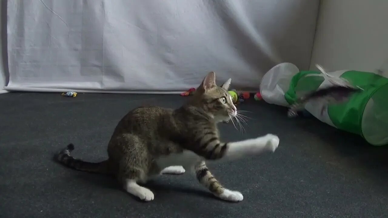 Cute Kitten Loves Playing with His Toy