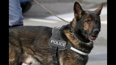 Working Dog handlers from the 332nd Expeditionary Security Forces Squadron participate in regular