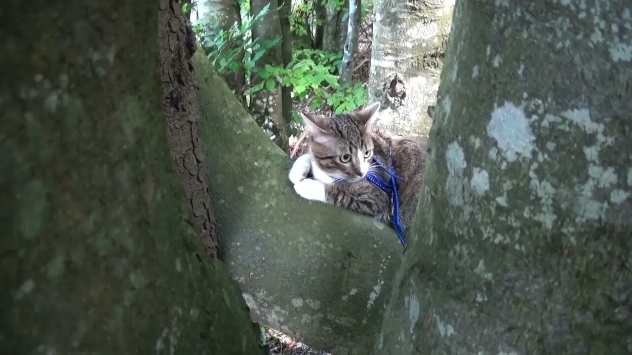 A Small Cat In a Tree