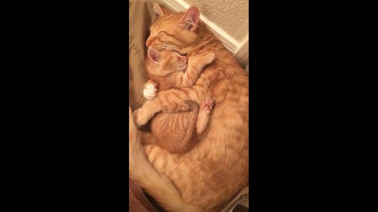 The lost kitten, cats,kittens,funny ,cats friendly ,videos 2024, entertainment