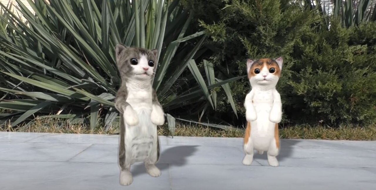 Best Dancing cats