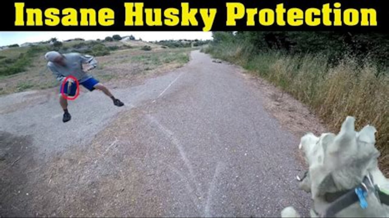 Siberian Husky Protecting Owner Caught On Video Experiment